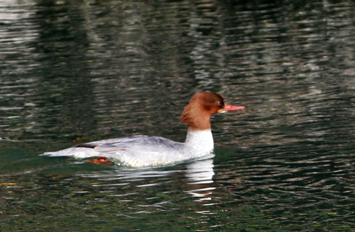 Smergo maggiore maschio.